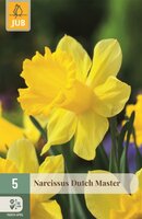 Narcis dutch master 5 bollen - afbeelding 1