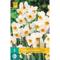 Narcis geranium 5 bollen - afbeelding 1