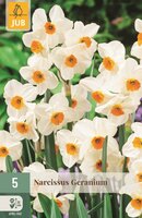 Narcis geranium 5 bollen