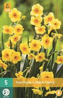 Narcis golden dawn 5 bollen - afbeelding 2