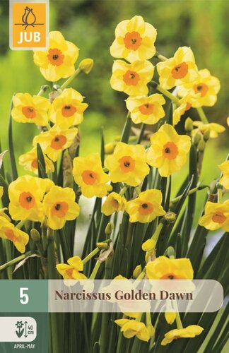 Narcis golden dawn 5 bollen - afbeelding 1