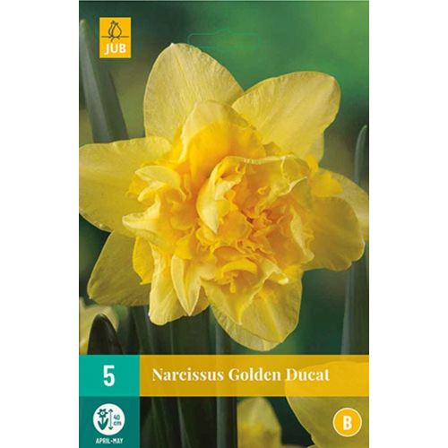 Narcis golden ducat 5 bollen