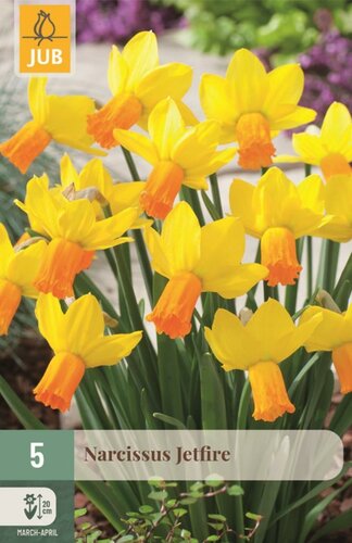 Narcis jetfire 5 bollen - afbeelding 1