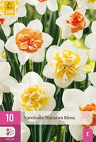 Narcis macaron bloss 10 stuks