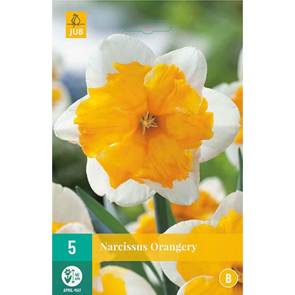 Narcissus Orangery