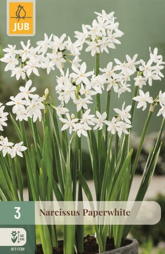 Narcis paperwhite 3 bollen - afbeelding 1