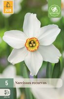 Narcis recurvus 5 bollen - afbeelding 1
