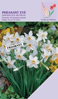 Narcis Recurvus Phaesant Eye 8 bollen - afbeelding 2