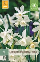 Narcis Triandrus Thalia 5 bollen