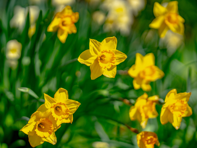 Narcisbollen