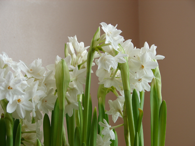Narcissen voor in huis