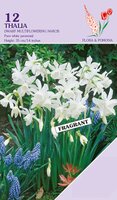 Narcis Thalia 12 bollen - afbeelding 2