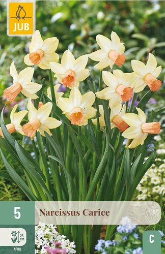 Narcis carice 5 bollen