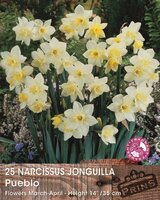 Prins narcis pueblo 25 bollen - afbeelding 2