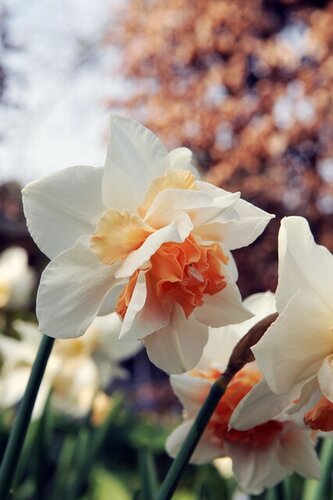 Narcis Replete 5 bollen - afbeelding 2