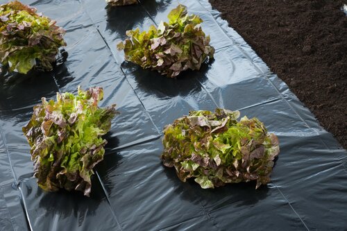 Nature afdekfolie 10 x 1.4 meter zwart - afbeelding 2