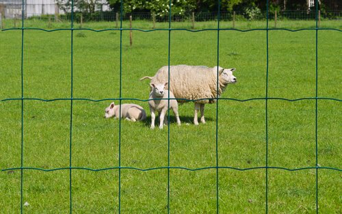 Nature gaas rechthoekig 10 m x 80 cm - afbeelding 2