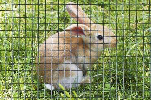 Nature gaas vierkant 1 x 3 m - afbeelding 2