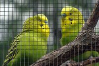 Nature gaas vierkant 1 x 3 m groen - afbeelding 2