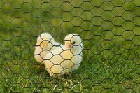 Nature gaas zeskantig 50 cm x 3 meter groen - afbeelding 2