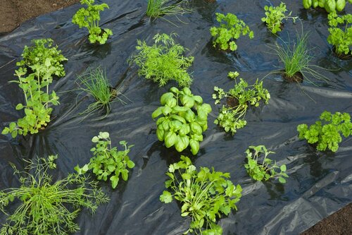 Nature kweekfolie tuinkruiden zwart 0.95x5 meter - afbeelding 2