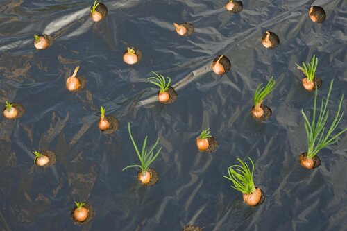 Nature kweekfolie voor kleine groenten zwart 0.95x5 meter - afbeelding 2