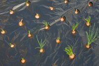 Nature kweekfolie voor kleine groenten zwart 0.95x5 meter - afbeelding 2