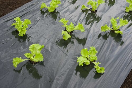 Nature kweekfolie voor sla zwart 0.95x5 meter - afbeelding 2