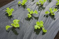 Nature kweekfolie voor sla zwart 0.95x5 meter - afbeelding 2