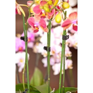 Nature orchidee clips 10 stuks - afbeelding 2