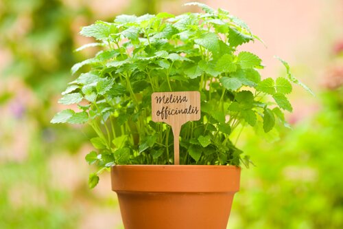 Nature plaatetiket bamboe 5 stuks 14,5 cm - afbeelding 2