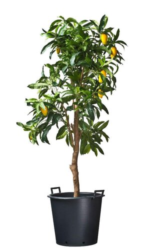 Nature ritzi container met handgreep 30 liter - afbeelding 2