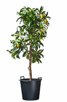 Nature ritzi container met handgreep 50 liter - afbeelding 2