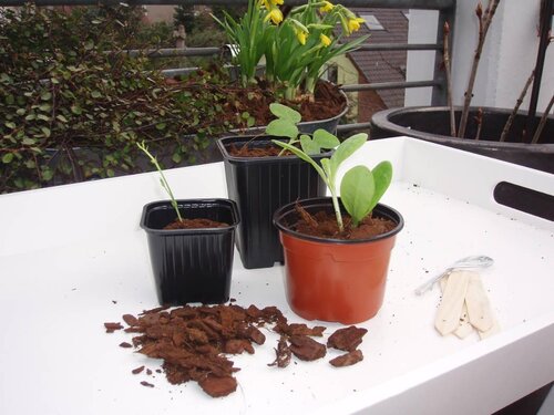 Nature stekpotjes kunststof 9 cm 8 stuks - afbeelding 2