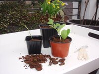 Nature stekpotjes kunststof 9 cm 8 stuks - afbeelding 2