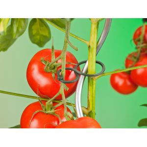 Nature tomatenplantringen - afbeelding 2