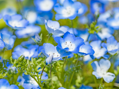Nemophila / Bosliefje