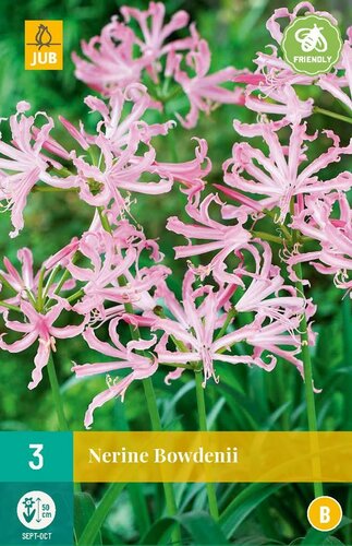 Nerine bowdenii