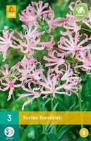 Nerine bowdenii