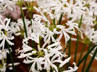 Nerine bowdenii alba - afbeelding 2