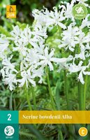 Nerine bowdenii alba