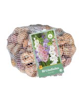 Gladiolen pastel mix 60 bollen