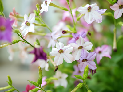 Nicotiana / siertabak