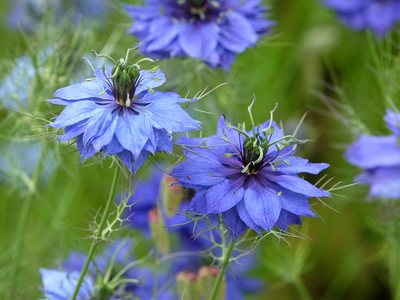 Nigella / Juffertje in t groen