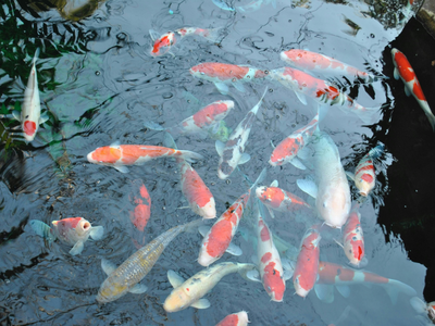 Onderwaterfilters
