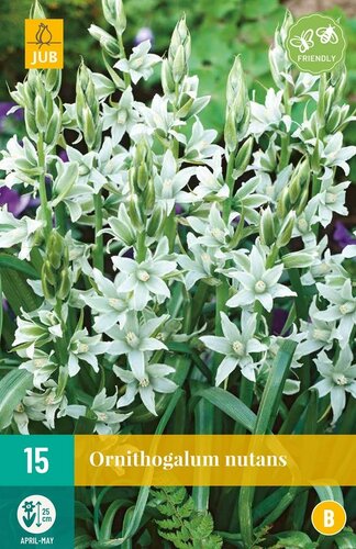 Ornithogalum nutans 15 bollen - afbeelding 1