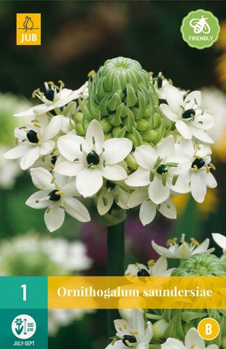 Ornithogalum saundersiae - afbeelding 1