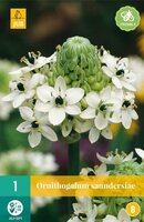 Ornithogalum saundersiae - afbeelding 2