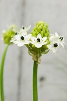 Ornithogalum saundersiae - afbeelding 2
