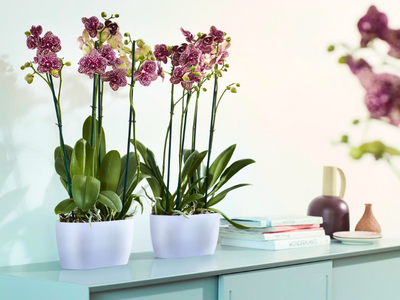 Ovale bloempotten